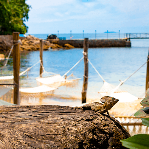 Responsible Tourism, more than a travel trend and why Puerto Vallarta is ideal for it
