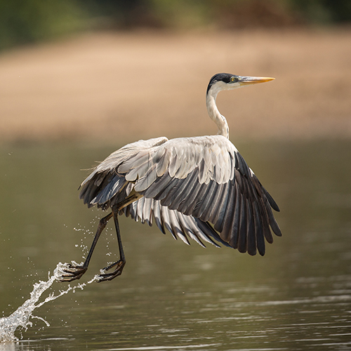 Capture the Beauty of the Outdoors: Best Spots for Nature Photography in Puerto Vallarta!