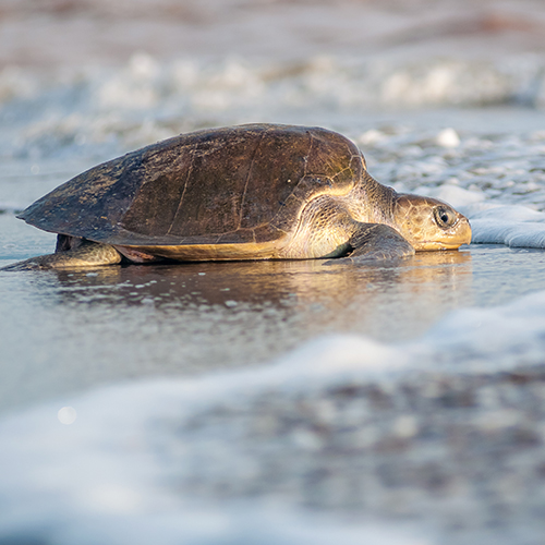 The ABC's of Sea Turtle Release in Puerto Vallarta