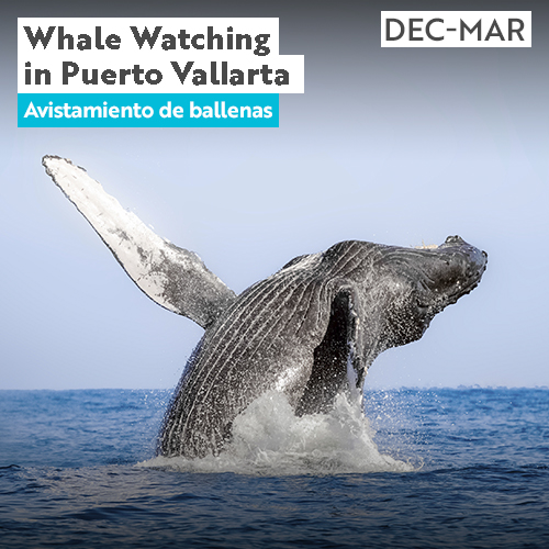 Whale Watching in Puerto Vallarta | Events