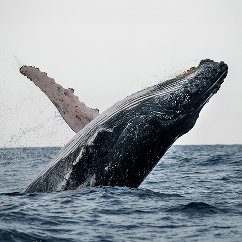 Swim for the Whales 2024: Swimming with a Cause for the Conservation of Humpback Whales