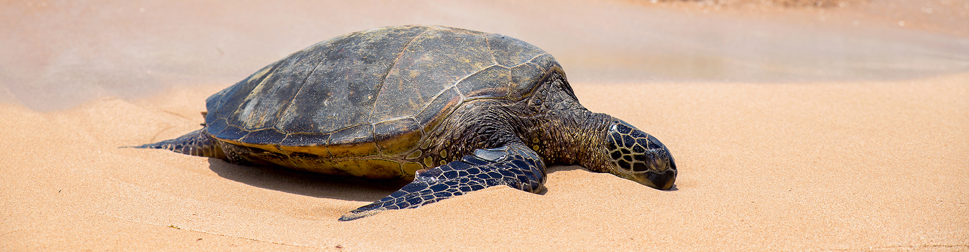 Discover the Magic of Sea Turtle Release in Puerto Vallarta