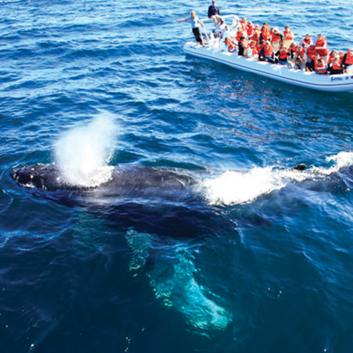 Whale Watching in Puerto Vallarta: An Unforgettable Outdoor Experience