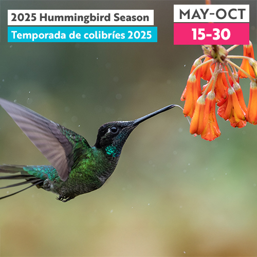2025 Hummingbird Watching Season
