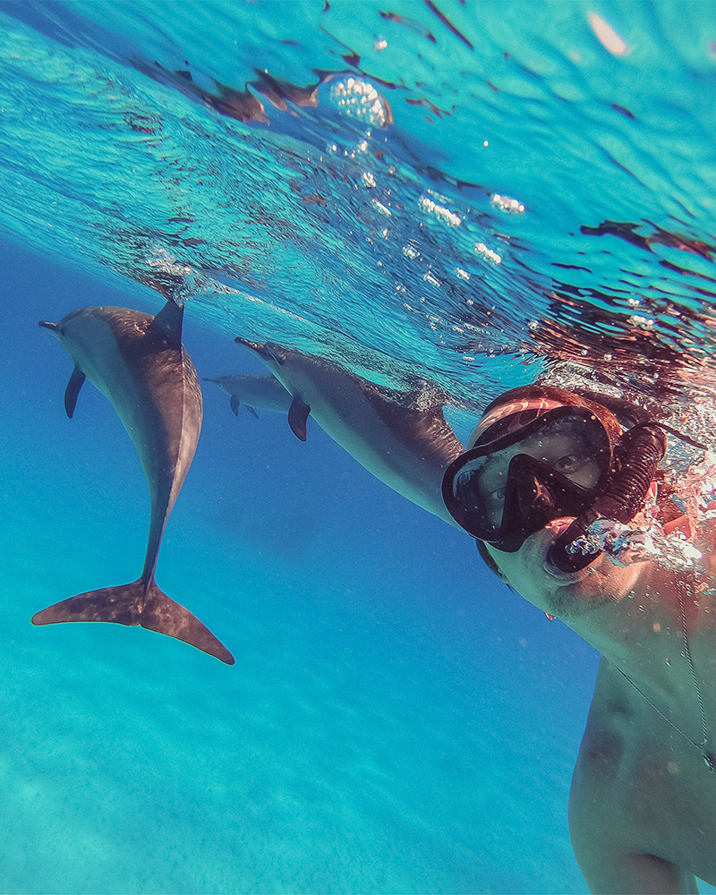 Swimming with wild dolphins in Puerto Vallarta