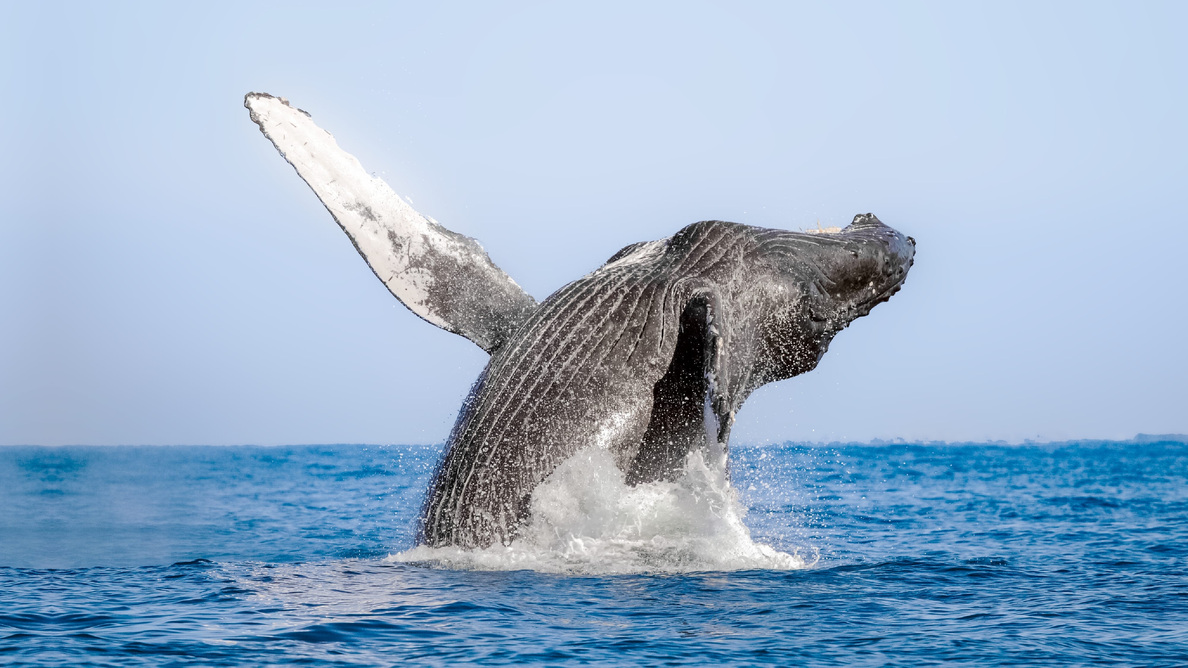Whale Watching in Puerto Vallarta: Get Ready for An Amazing Outdoor Experience!