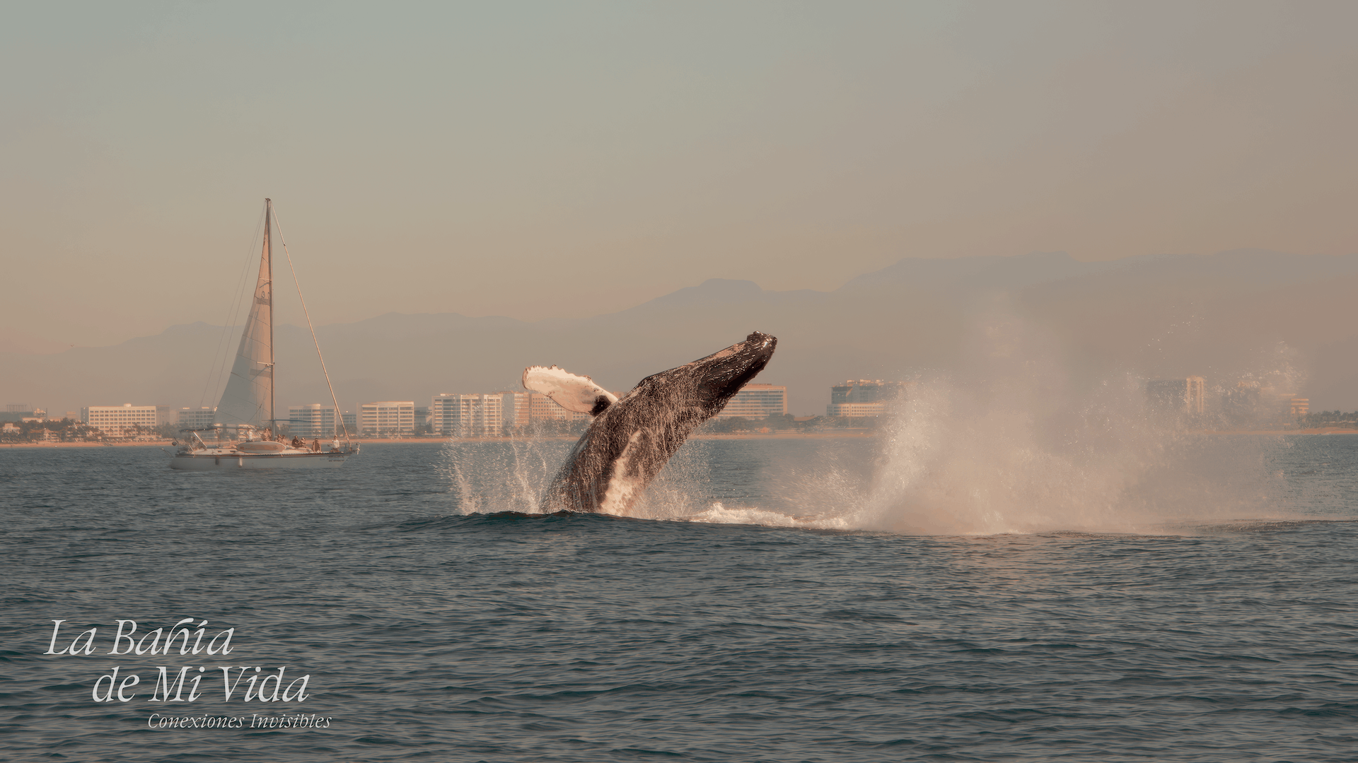 ‘The Bay of My Life’: Puerto Vallarta in Its Most Human and Meaningful Form