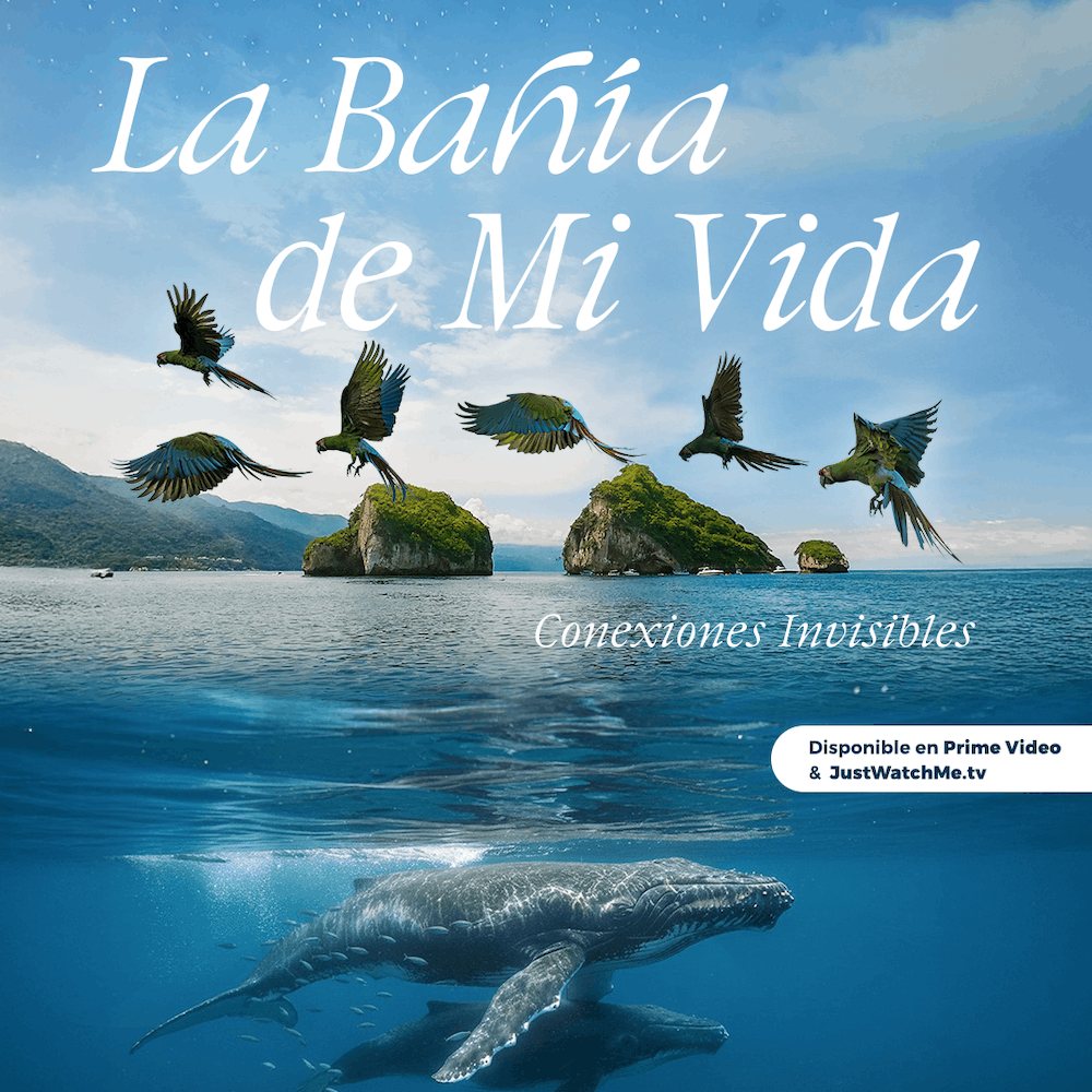‘The Bay of My Life’: Puerto Vallarta in Its Most Human and Meaningful Form