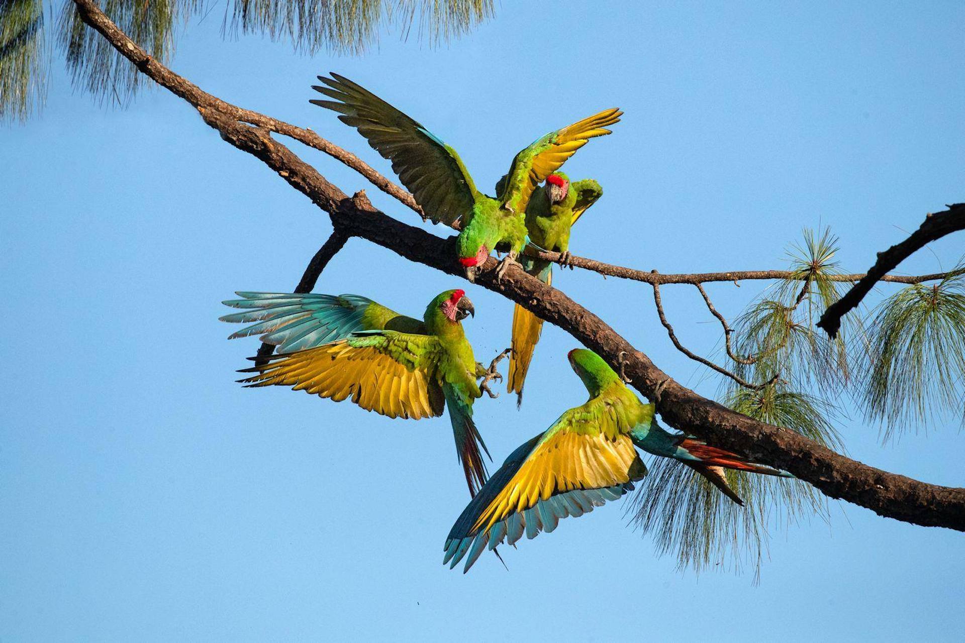 The Macaw Sanctuary in Puerto Vallarta–A Refuge of Wildlife, Color, and Hope