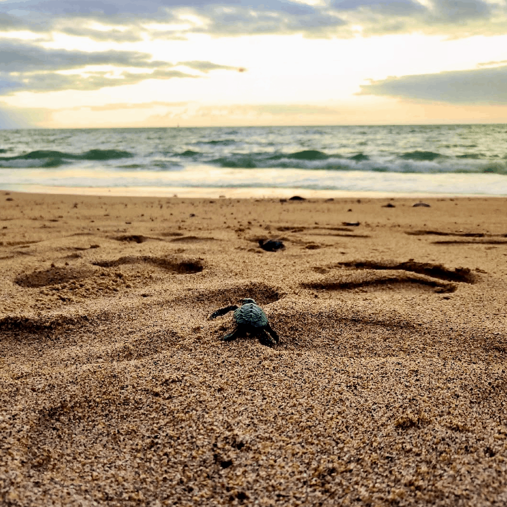 Five Puerto Vallarta Resorts with Sea Turtle Releases