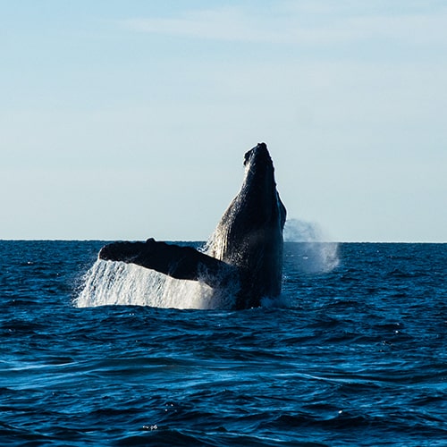 Humpback whales in Puerto Vallarta: an epic journey