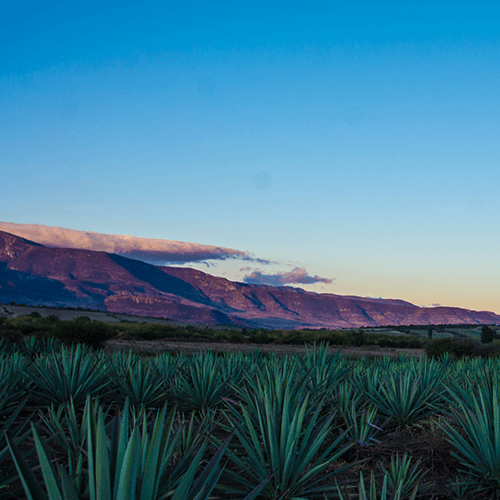Raicilla, proudly from Vallarta: taste, history, and heritage to the world.
