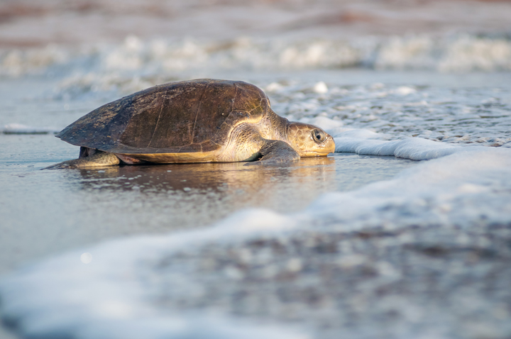 Live the experience of a Sea Turtle Release in Puerto Vallarta