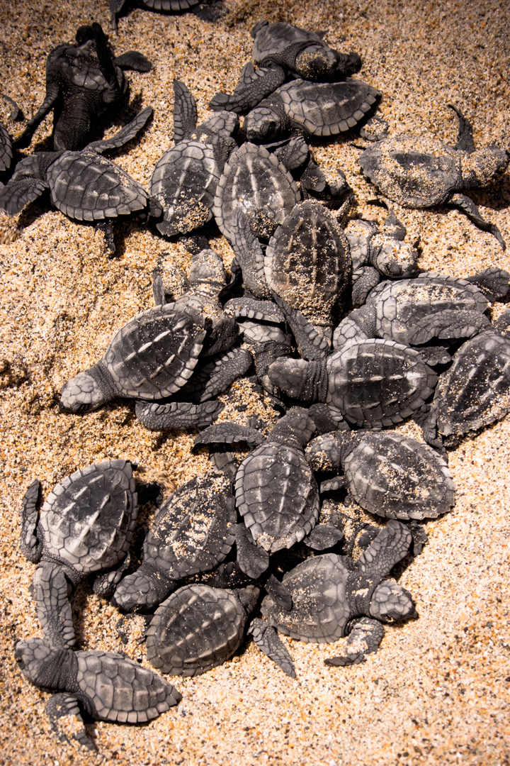  In Puerto Vallarta official organisms and non-governmental organizations have made efforts for preservation and protection of sea turtles