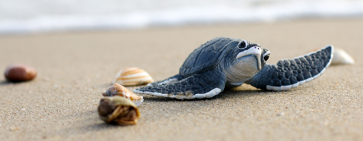 Turtle release in Puerto Vallarta