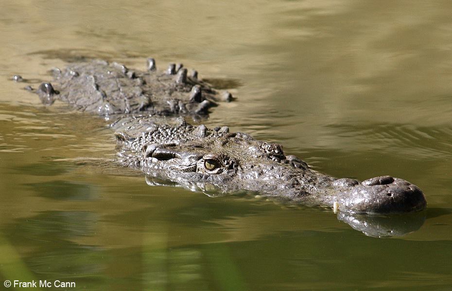 CIPACTLI REPTILARIUM PUERTO VALLARTA | Blog