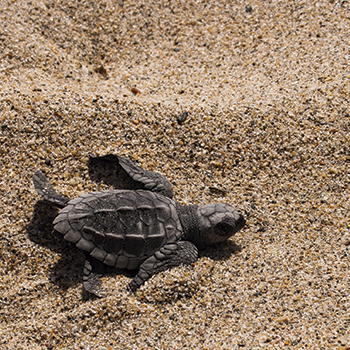 Live the Marvelous Experience of a Sea Turtle Release
