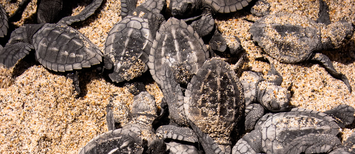 Live the experience of releasing sea turtles in Puerto Vallarta