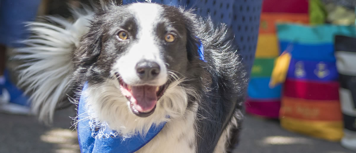 Everything you need for you and your pet to enjoy a great visit to Puerto Vallarta