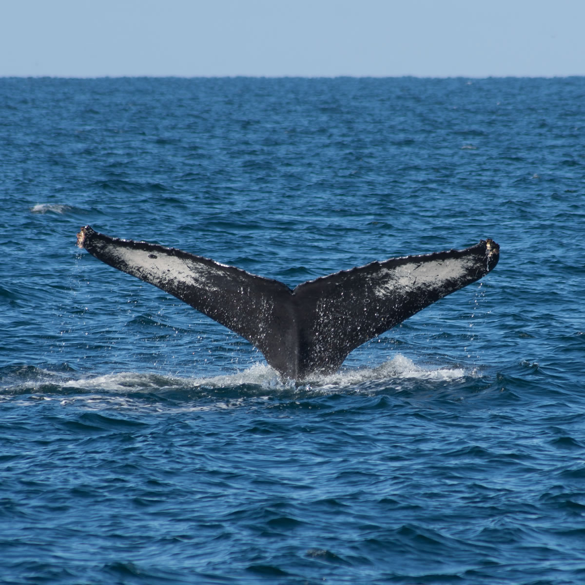 Whale Watching, a unique encounter in Puerto Vallarta