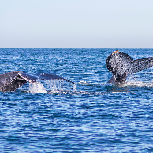 Mother nature in all its glory