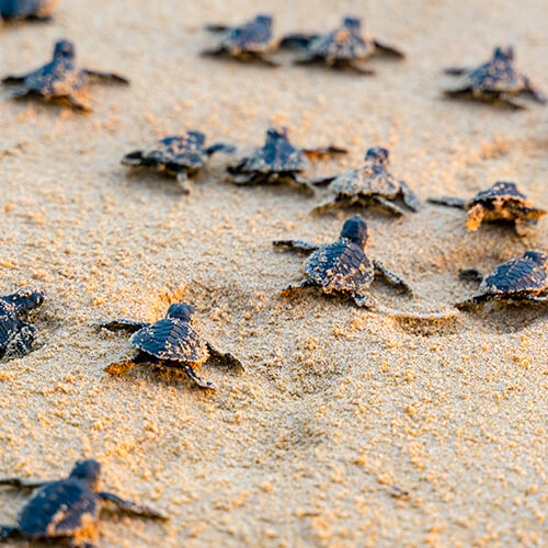 Turtle release in Puerto Vallarta