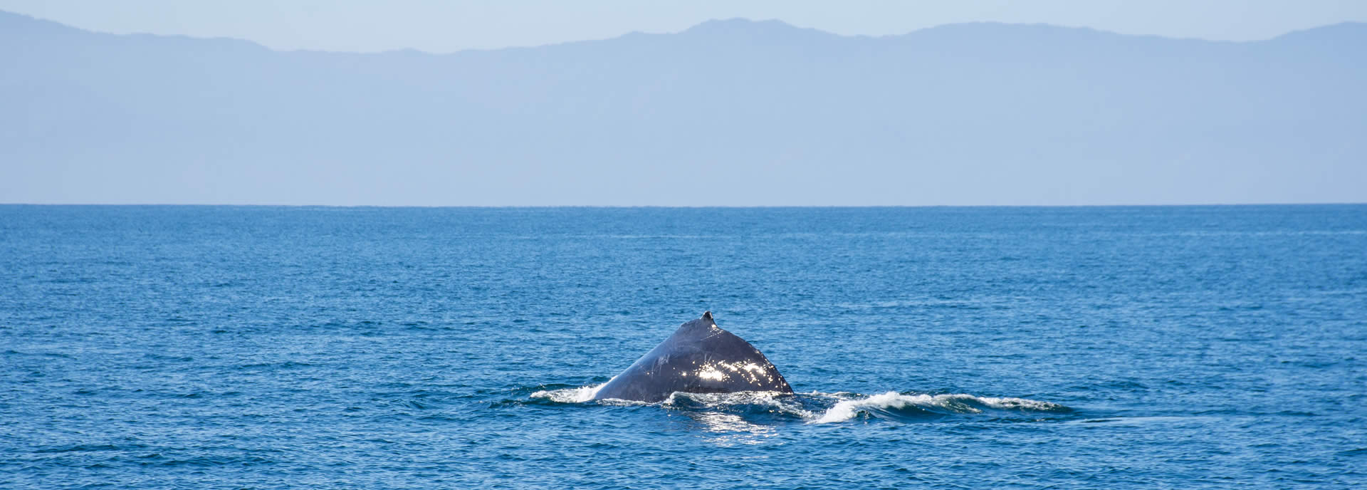 Si visitas Puerto Vallarta en estas épocas del año no te puedes perder esta experiencia