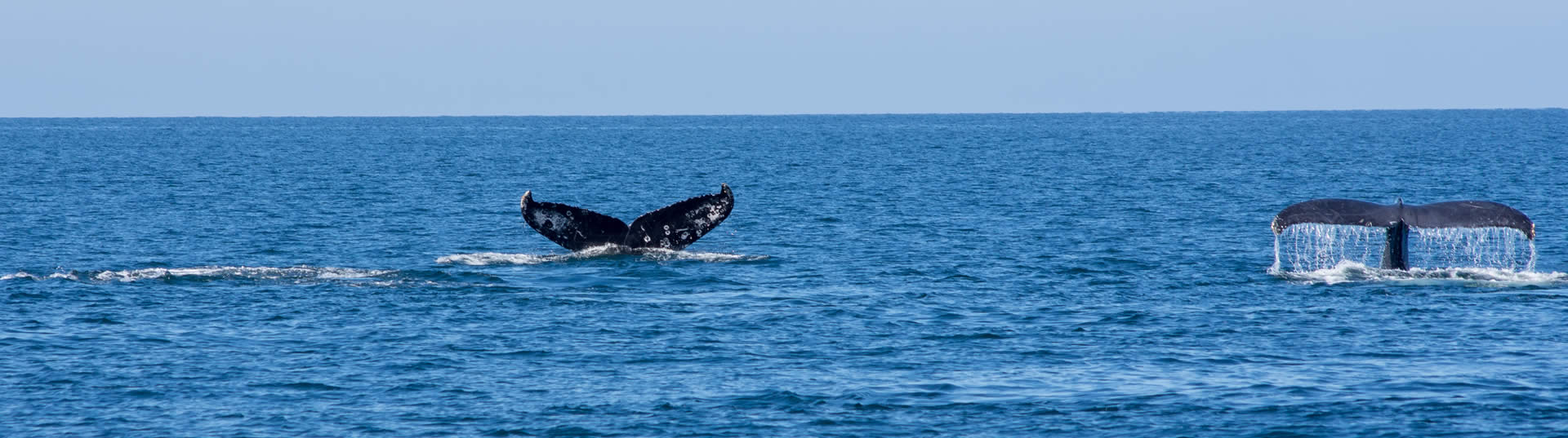 Temporada de avistamiento de ballenas en Puerto Vallarta