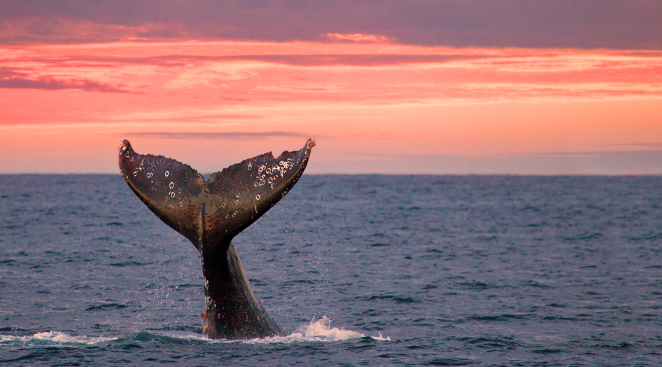 Ballenas saltando en Puerto Vallarta