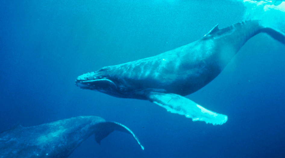 Ballenas cantando en las profundidades en Puerto Vallarta