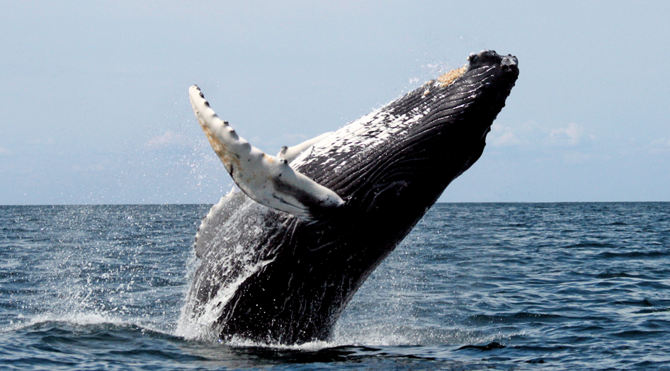 Avistamiento de ballenas en Puerto Vallarta