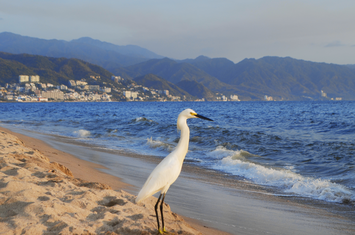 Descubre Playa de Oro en Puerto Vallarta