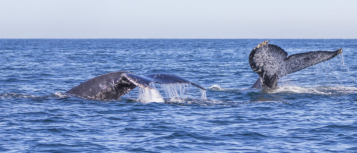 Avistamiento de Ballenas Jorobadas en Puerto Vallarta