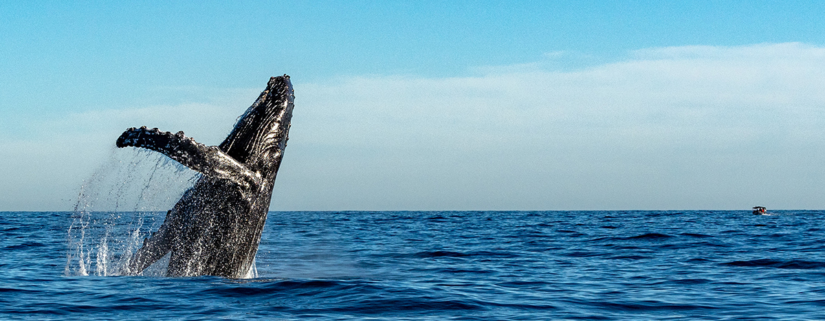 Avistamiento de ballenas en Puerto Vallarta