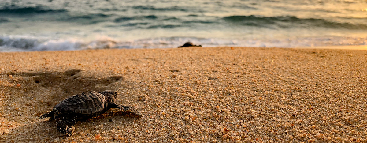 Liberacion de tortugas en Puerto Vallarta